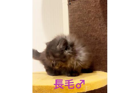 成約済の千葉県のミヌエット-22954の2枚目
