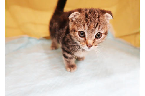 成約済の東京都のマンチカン-23246の1枚目