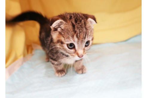 成約済の東京都のマンチカン-23246の2枚目