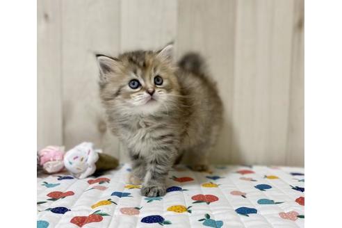 成約済の大阪府のラガマフィン-23317の5枚目