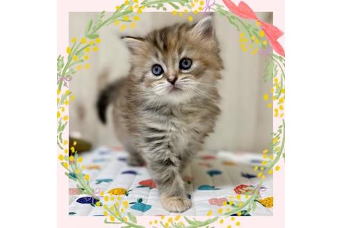 成約済の大阪府のラガマフィン-23317