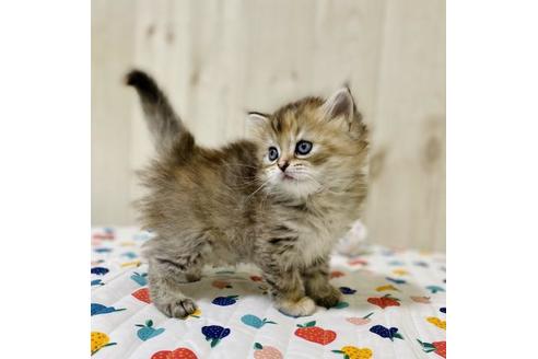 成約済の大阪府のラガマフィン-23317の3枚目