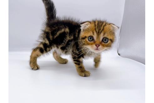 成約済の東京都のスコティッシュフォールド-23331の21枚目