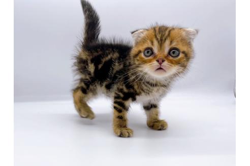 成約済の東京都のスコティッシュフォールド-23331の20枚目