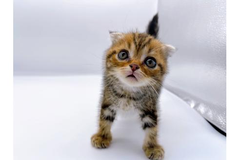 成約済の東京都のスコティッシュフォールド-23331の19枚目