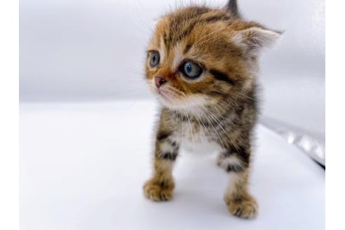 成約済の東京都のスコティッシュフォールド-23331の18枚目