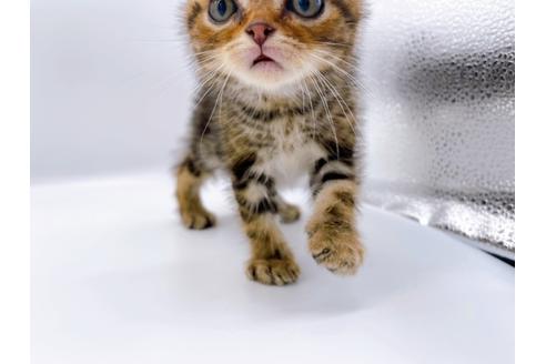 成約済の東京都のスコティッシュフォールド-23331の17枚目