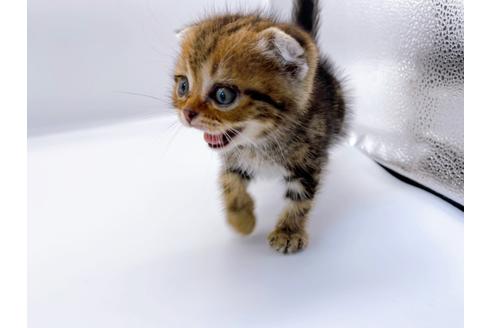 成約済の東京都のスコティッシュフォールド-23331の16枚目