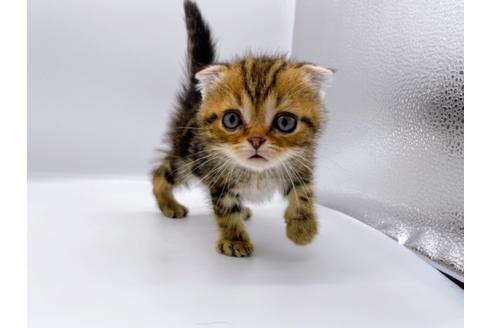 成約済の東京都のスコティッシュフォールド-23331の15枚目