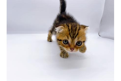 成約済の東京都のスコティッシュフォールド-23331の14枚目