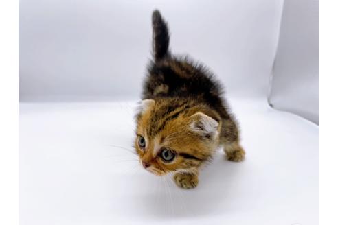 成約済の東京都のスコティッシュフォールド-23331の13枚目