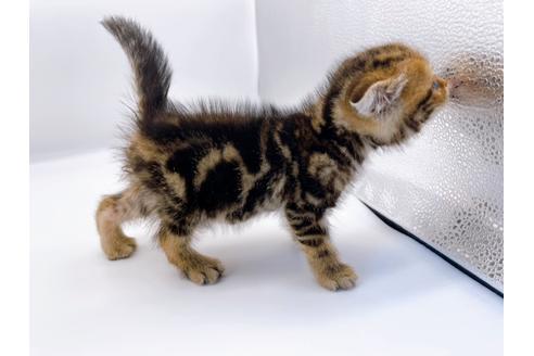 成約済の東京都のスコティッシュフォールド-23331の12枚目