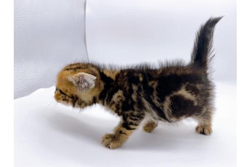 成約済の東京都のスコティッシュフォールド-23331の11枚目