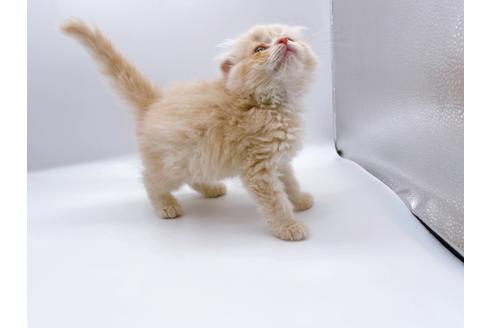 成約済の東京都のスコティッシュフォールド-23330の15枚目