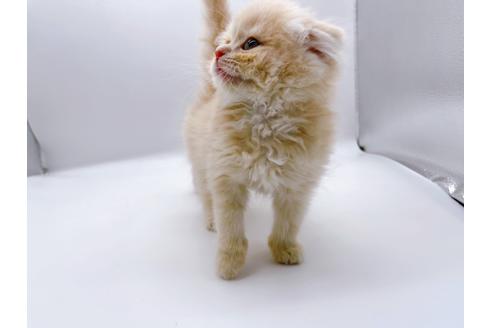 成約済の東京都のスコティッシュフォールド-23330の18枚目