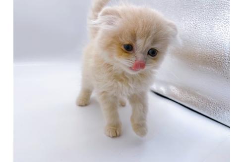 成約済の東京都のスコティッシュフォールド-23330の17枚目