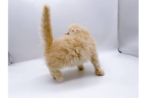 成約済の東京都のスコティッシュフォールド-23330の16枚目