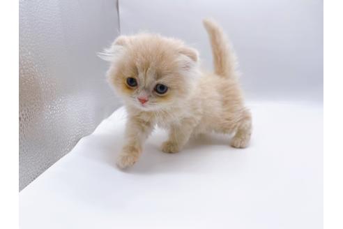 成約済の東京都のスコティッシュフォールド-23330の14枚目