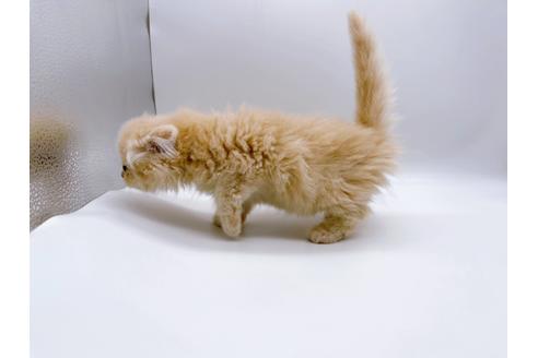 成約済の東京都のスコティッシュフォールド-23330の13枚目