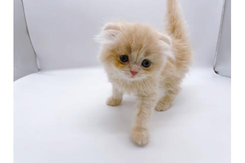 成約済の東京都のスコティッシュフォールド-23330の12枚目