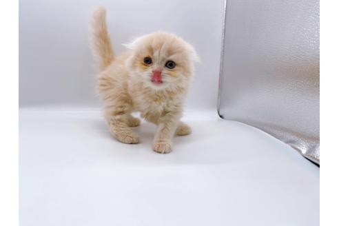 成約済の東京都のスコティッシュフォールド-23330の11枚目