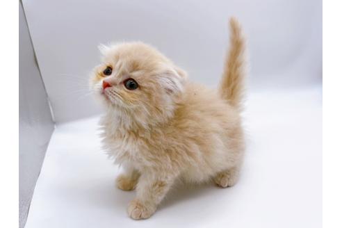 成約済の東京都のスコティッシュフォールド-23330の10枚目