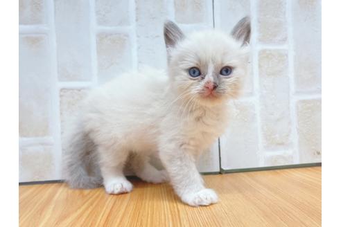 成約済の東京都のラグドール-23701の1枚目