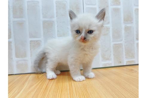 成約済の東京都のラグドール-23701の2枚目