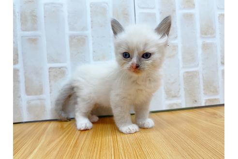 成約済の東京都のラグドール-23701の3枚目