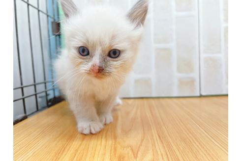 成約済の東京都のラグドール-23701の4枚目