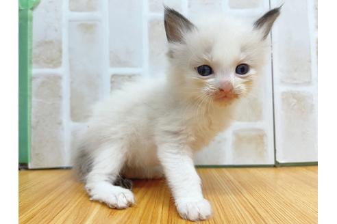 成約済の東京都のラグドール-23703の7枚目