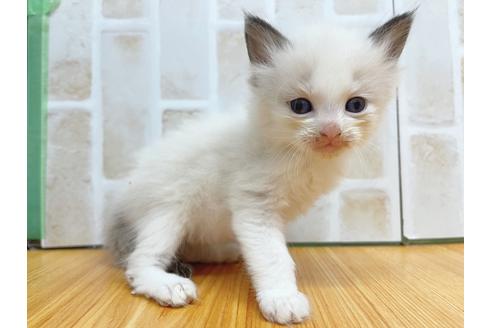 成約済の東京都のラグドール-23703の8枚目