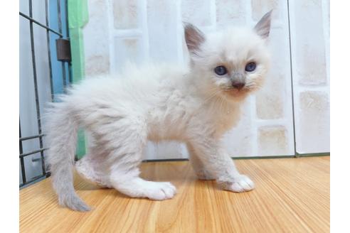 成約済の東京都のラグドール-23704の9枚目