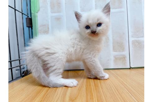 成約済の東京都のラグドール-23704の5枚目