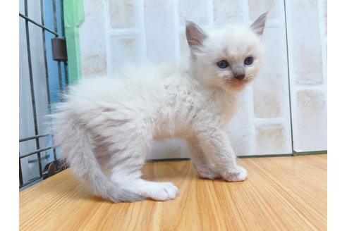 成約済の東京都のラグドール-23704の6枚目