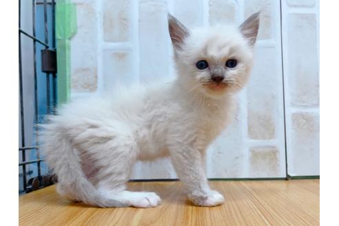 成約済の東京都のラグドール-23704の7枚目