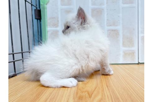 成約済の東京都のラグドール-23704の8枚目