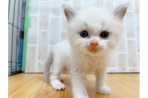 成約済の東京都のラグドール-23702の1枚目