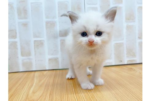 成約済の東京都のラグドール-23702の2枚目