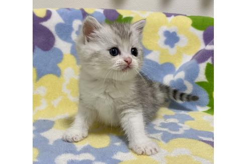 成約済の神奈川県のミヌエット-23080の5枚目