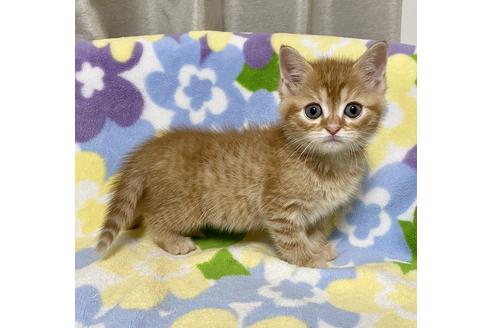 成約済の神奈川県のマンチカン-23084の4枚目