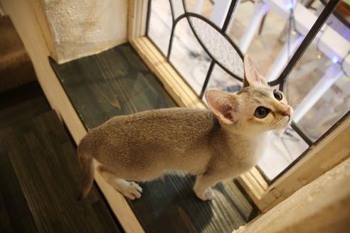 成約済の大阪府のシンガプーラ-21720の5枚目