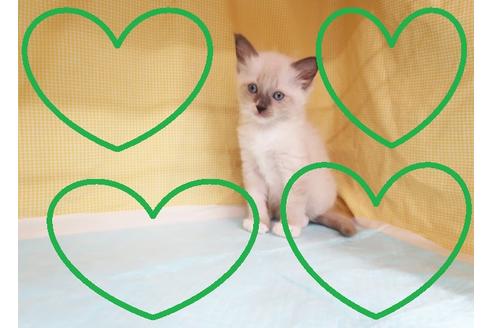 成約済の東京都のラグドール-23580の1枚目