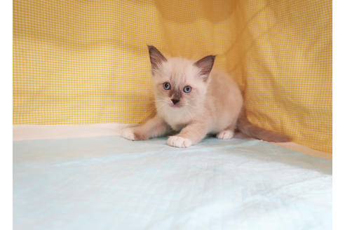 成約済の東京都のラグドール-23580の3枚目