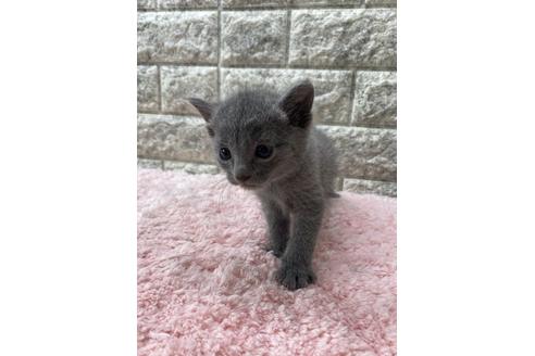 茨城県のロシアンブルー 男の子 22 03 18生まれ ブルーの毛色が綺麗で可愛いお顔の男の子 子猫id 子猫ブリーダーナビ