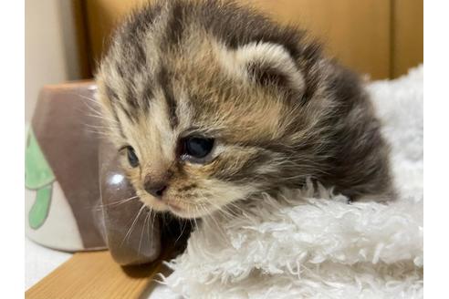 成約済の神奈川県のエキゾチックショートヘア-23653の1枚目