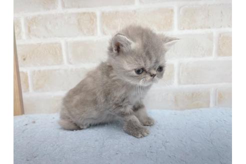 成約済の東京都のエキゾチックショートヘア-24116の3枚目