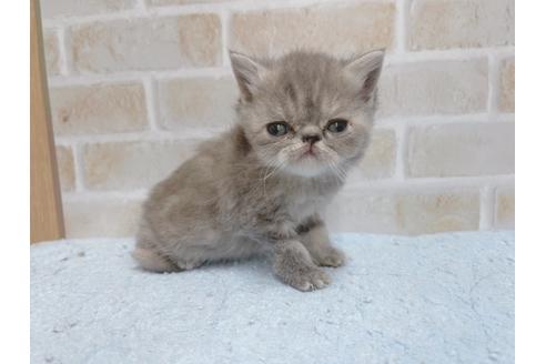 成約済の東京都のエキゾチックショートヘア-24116の1枚目