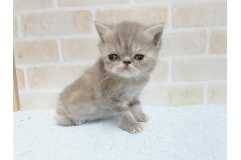 成約済の東京都のエキゾチックショートヘア-24116の4枚目