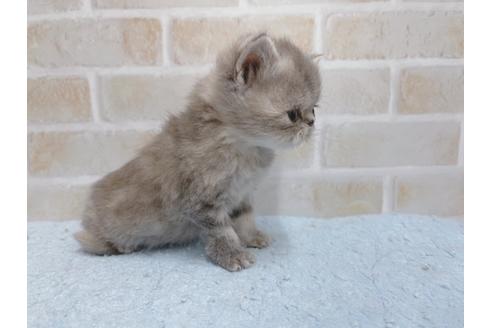 成約済の東京都のエキゾチックショートヘア-24116の6枚目